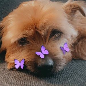 Meet your Posher, Maya